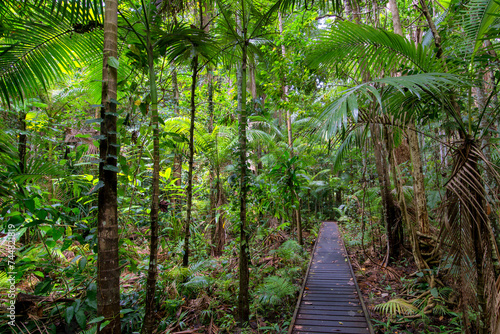Stroll along the boardwalk through the lush rainforest of the Cairns region  Queensland  where verdant foliage and vibrant wildlife await.