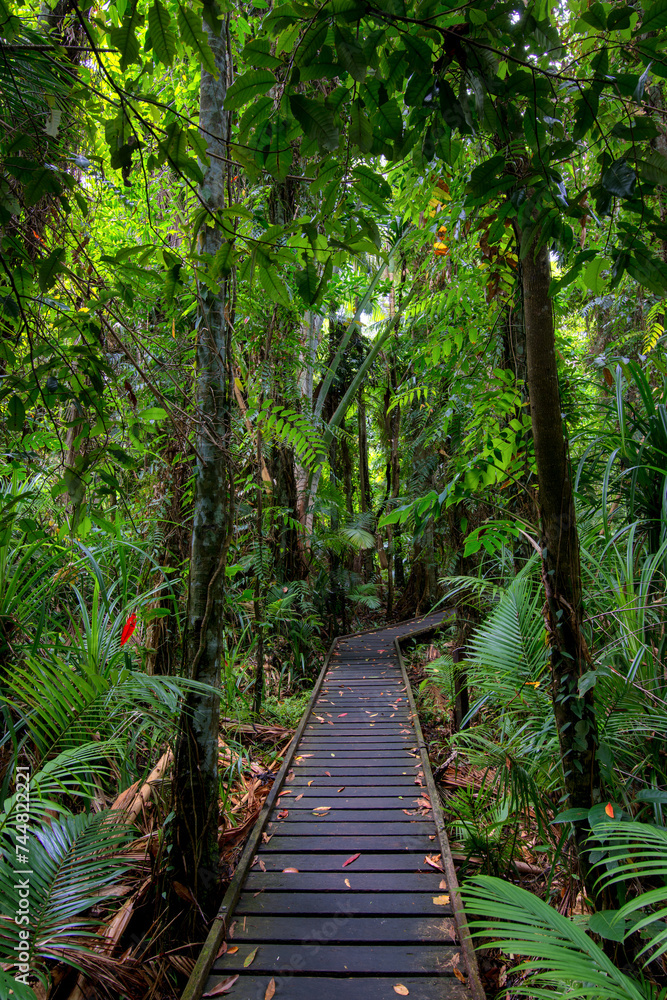 Stroll along the boardwalk through the lush rainforest of the Cairns region, Queensland, where verdant foliage and vibrant wildlife await. Stroll along the boardwalk through the lush rainforest of the Cairns region, Queensland, where verdant foliage and vibrant wildlife await.