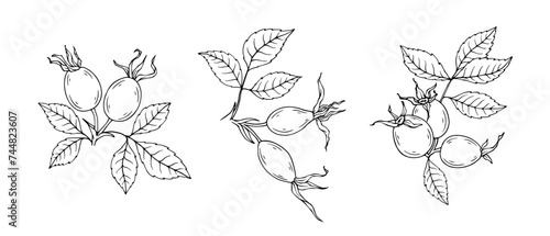 Set of rosehip branches with berries. Vector graphics.