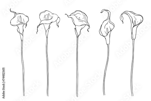 Set of linear sketches of tropical calla flowers. Vector graphics.