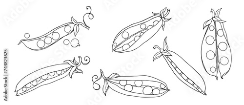Botanical sketch of green pea pods. Vector graphics.