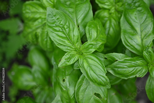 green basil leaf texture as a background, basil leaves closeup, green background basil leaf texture, growing basil in the garden, sustainable development in food  © Анна Климчук