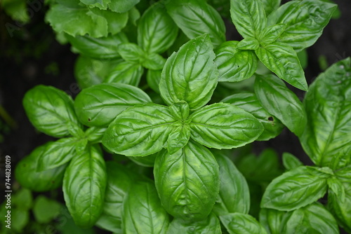 green basil leaf texture as a background  basil leaves closeup  green background basil leaf texture  growing basil in the garden  sustainable development in food 