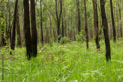 Walking through the bushland near Atherton  Queensland  offers a serene immersion in Australia s natural beauty. Explore diverse flora and fauna amid tranquil surroundings
