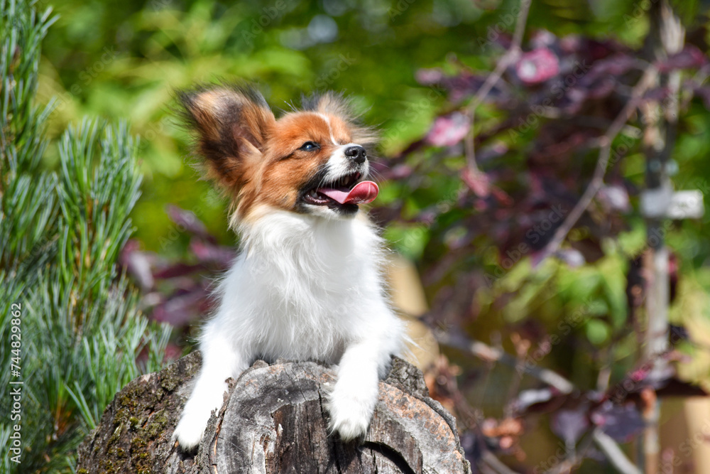 Papillon puppy dog ​​in the spring against the backdrop of a fairy forest