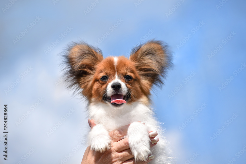 Papillon puppy looking at the camera at blue sky background Papillon puppy looking at the camera at blue sky background