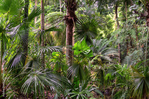 Hiking through dense jungle  rainforest  in the Cairns region  Far North Queensland  Australia  A lush canopy envelopes the trail  alive with the symphony of tropical wildlife.