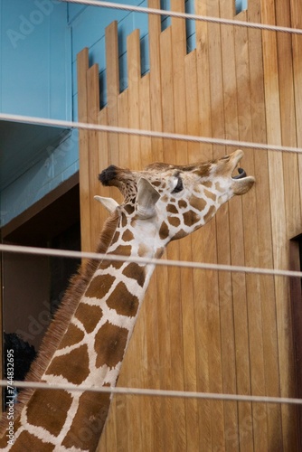 Photography giraffe in zoo