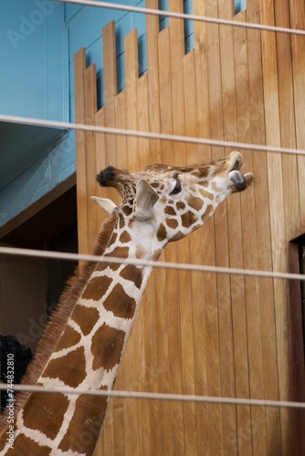 Photography giraffe in zoo