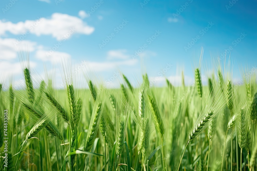 Summer Landscapes: Beautiful Green Wheat Field in Nature's Glory Summer Landscapes: Beautiful Green Wheat Field in Nature's Glory