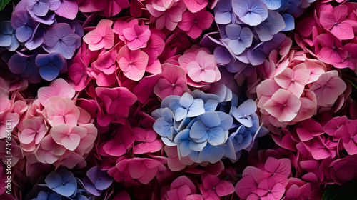 Full frame of multicolor and pink hydrangeas background