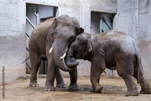 Two Asian elephant bulls are wrestling in a house