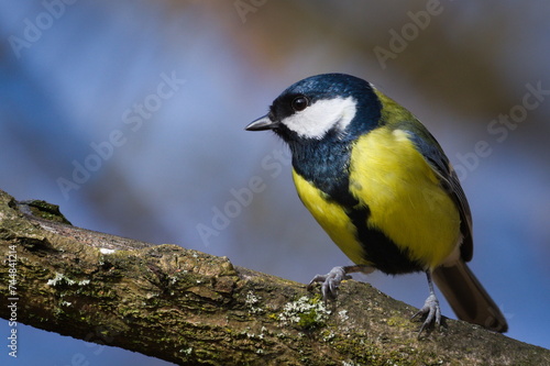 Parus major aka Great tit perched on the tree branch. Close-up front portrait, blurred background. Common bird in Czech republic nature.