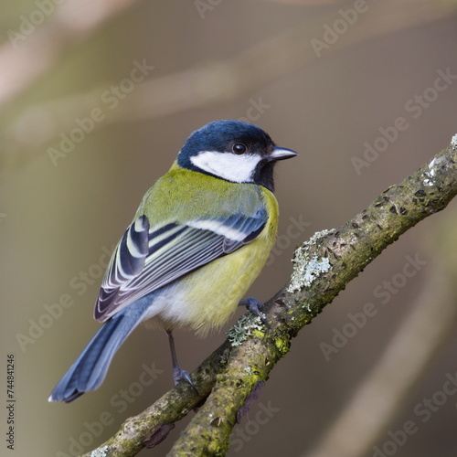 Parus major aka Great tit perched on the tree branch. Common bird in Czech republic. Isolated on blurred background. Back view.