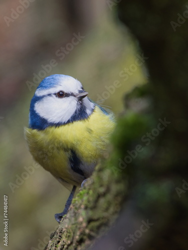 Cyanistes caeruleus aka Blue tit is hidden behind the tree branch. Very common european bird.