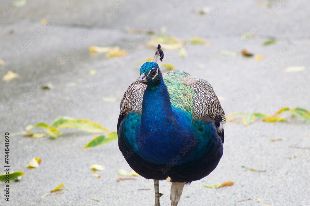 Fototapeta premium peacock in the zoo