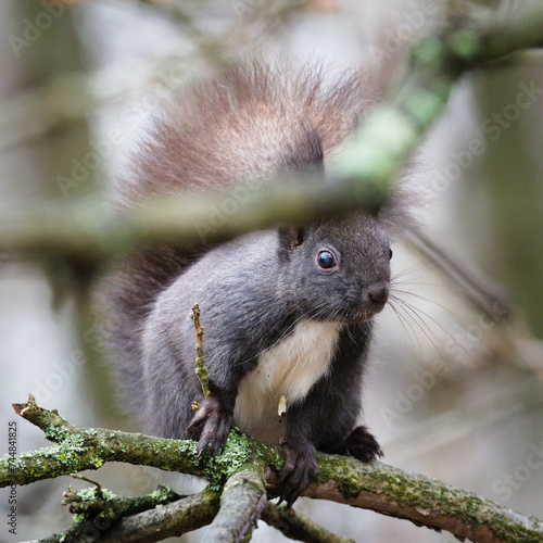 Sciurus vulgaris cute european squirrel (black form) is climbing on the tree in her habitat.