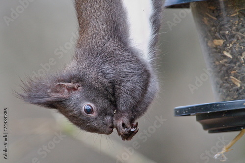 Sciurus vulgaris cute european squirrel (black form) is hanging upside down and stealing seeds from bird feeder. photo