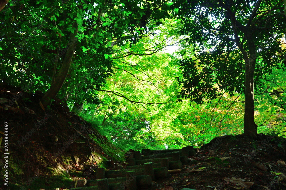 Obraz premium 弥彦もみじ谷(新潟)