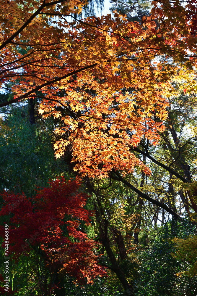 紅葉のじゅんさい池公園(新潟県) 紅葉のじゅんさい池公園(新潟県)