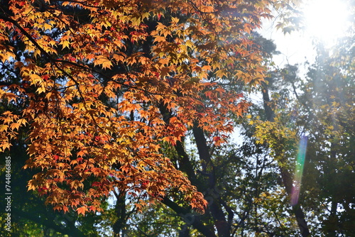 紅葉のじゅんさい池公園（新潟県） photo