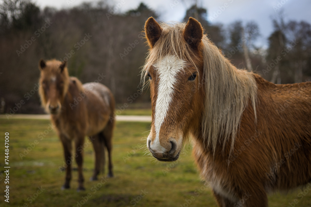 A New Forest Pony wanders freely in the New Forest, Brockenhurst, Hampshire, England