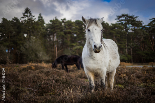 A New Forest Pony wanders freely in the New Forest, Brockenhurst, Hampshire, England © JTP Photography