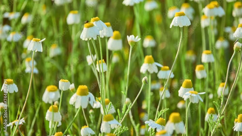 Anthemis arvensis (Field, Corn, Common or Scentless chamomile, Mayweed) is species of flowering plant in genus Anthemis, in aster family. Anthemis arvensis (Field, Corn, Common or Scentless chamomile, Mayweed) is species of flowering plant in genus Anthemis, in aster family.