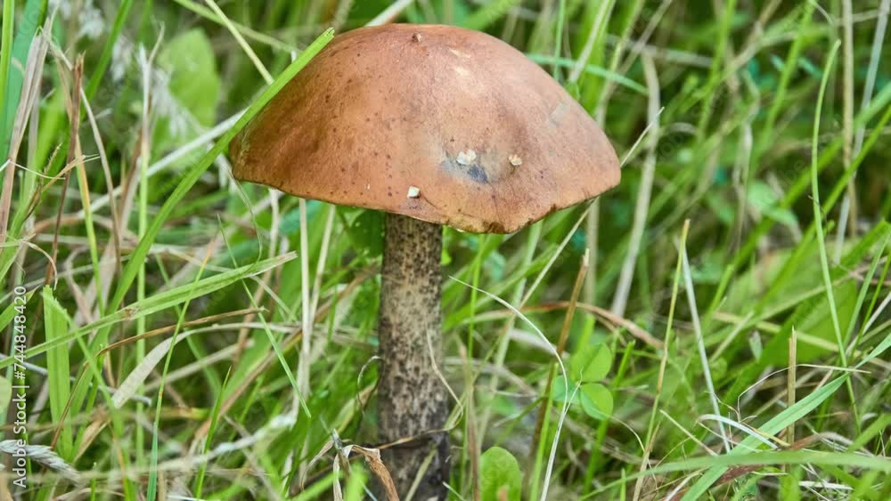 Leccinum scabrum, commonly known as the rough-stemmed bolete, scaber stalk, and birch bolete, is an edible mushroom in the family Boletaceae, and was formerly classified as Boletus scaber. Leccinum scabrum, commonly known as the rough-stemmed bolete, scaber stalk, and birch bolete, is an edible mushroom in the family Boletaceae, and was formerly classified as Boletus scaber.