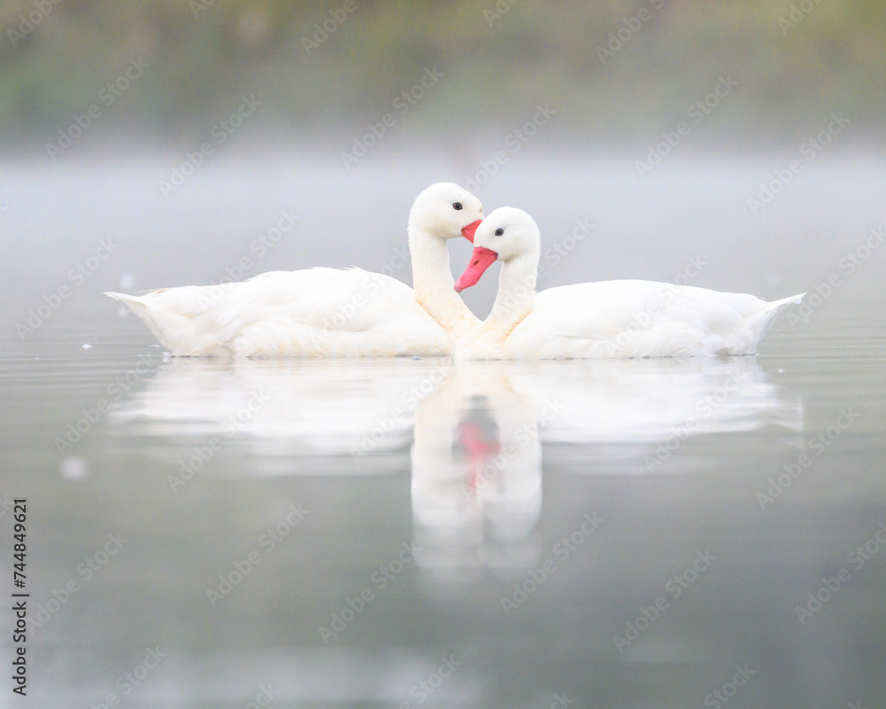 Obraz premium Coscoroba coscoroba