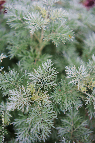 closeup of branches