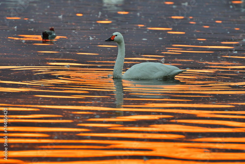 Fototapeta Naklejka Na Ścianę i Meble -  瓢湖と朝焼け（新潟県）