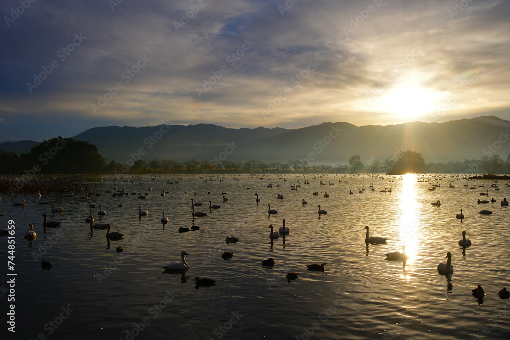 Naklejka premium 瓢湖の白鳥（新潟県）