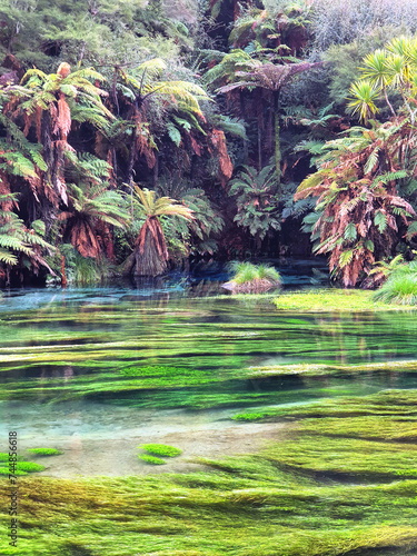 Te Waihou Blue Spring in New Zealand. This crystal-clear water spring offers a scenic landscape for adventure and travel tourism