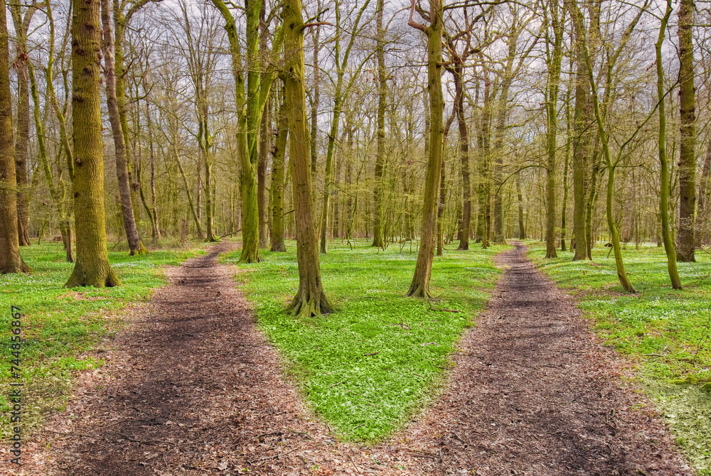 Fototapeta premium Path splits in the forest with two options