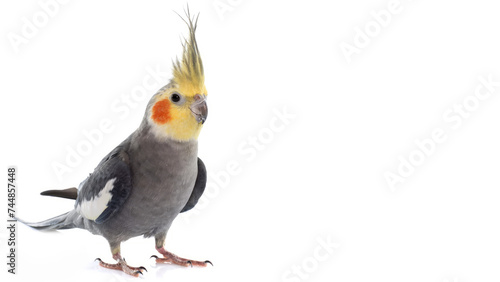Closeup of grey Cockatiel standing on white copy-space background. (ID: 744857448)