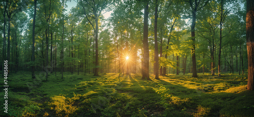 Panoramic photo of morning light in a green forest © akarawit