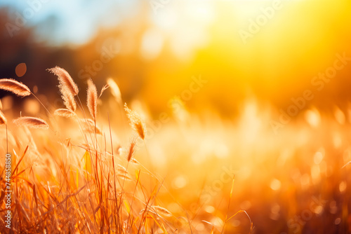 Golden light bathes a field of tall grass, creating a warm, tranquil autumn scene. © EricMiguel