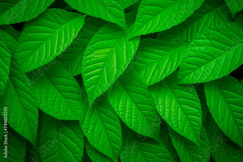 Dense green leaves with a detailed texture showing natural patterns.