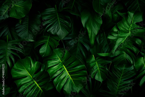 Dense tropical monstera leaves creating a lush green pattern.