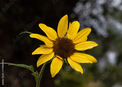 Close-up of a sunflower on a sunny day
