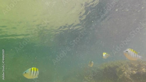 little yellow striped fish in corals. Fish known as abudefduf saxatilis or rock damselfish. photo