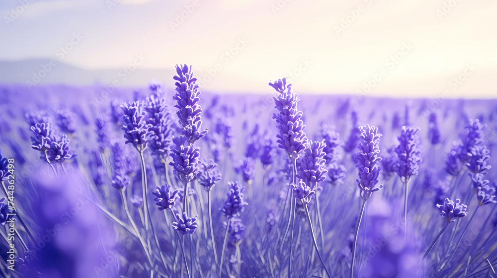 Naklejka premium Beautiful lavender wallpaper
