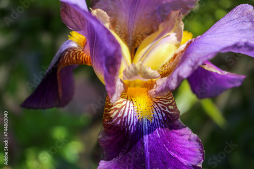 Fototapeta Naklejka Na Ścianę i Meble -  Close-up view of a purple and yellow bearded iris flower
