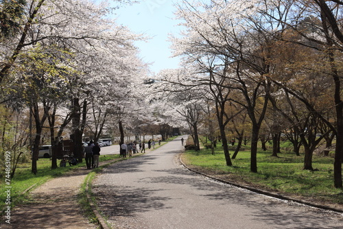 寺尾ヶ原千本桜公園 © ム 二