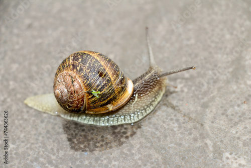 A snail on the concrete floor