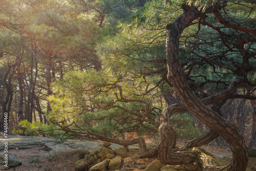 Twisted pine tree on the Achasan Mountain hiking trail photo