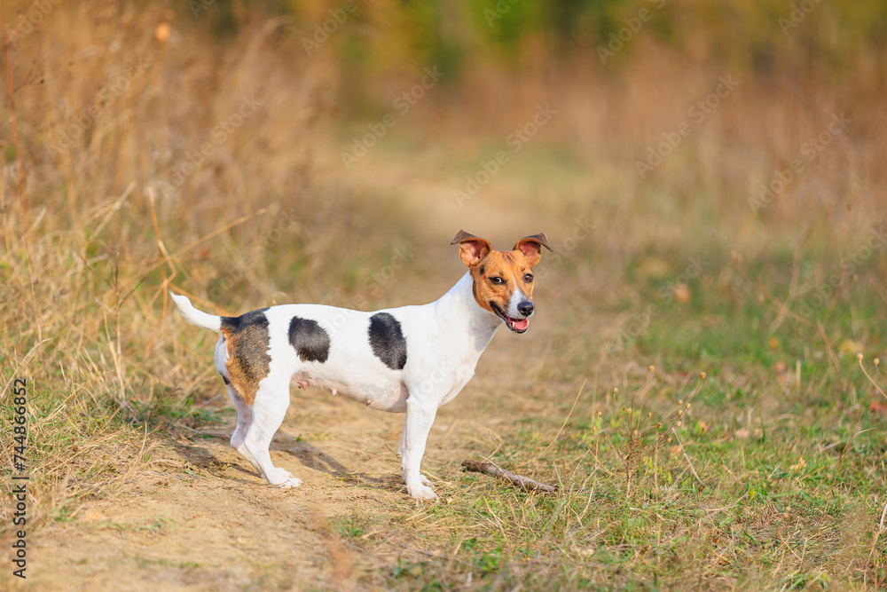 A cute Jack Russell Terrier dog walks in nature. Pet portrait with selective focus and copy space A cute Jack Russell Terrier dog walks in nature. Pet portrait with selective focus and copy space