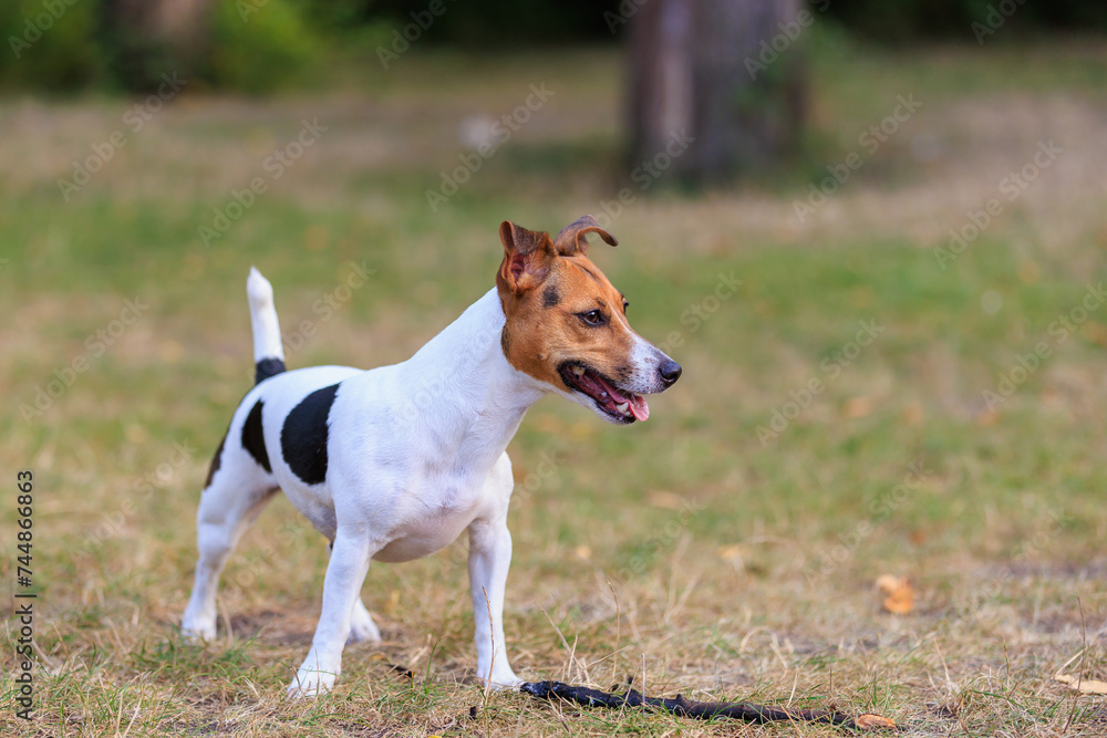 A cute Jack Russell Terrier dog walks in a clearing in the forest. Pet portrait with selective focus and copy space A cute Jack Russell Terrier dog walks in a clearing in the forest. Pet portrait with selective focus and copy space