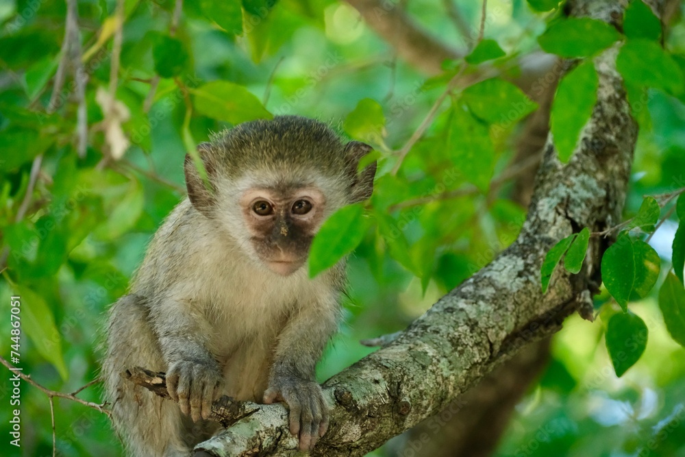 Vervet monkey in a tree looking at you Vervet monkey in a tree looking at you